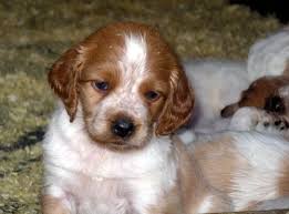 Ucla Des Genets De L Azur Epagneul Breton Elevage Du Ruisseau Des Blaquieres Epagneul Breton Epagneul Chiot Epagneul Breton