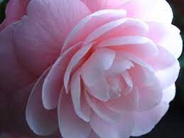Alabama State Flower Camellia Flowers Camellia Flower Beautiful Flowers