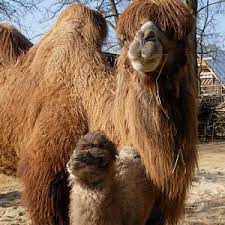 Though we know for sure that camels didn't developed humps for the sake of human comfort, people still thank the creator for giving such a comfortable seat to journey the faraway lands. Mammals Zoo Gorlitz