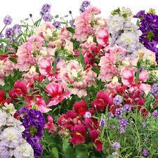 Cottage of flowers promo code. English Cottage Seed Kit 6 7 Pod