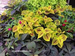 The most common sweet potatoe vines material is metal. Great Color Combinations For Sweet Potato Vine