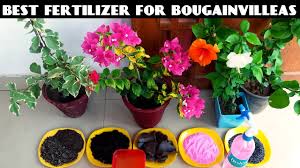 Best fertilizers for flowering plants uk. Best Fertilizer For Bougainvilleas Youtube