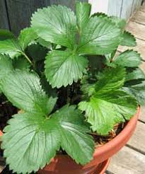 When soil moisture conditions are ideal for planting (the soil is not wet), lay off two rows that are 4 feet apart. Companion Planting Strawberries Strawberry Plants Org