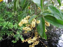 Image result for Connaraceae