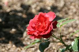 America's largest online plant nursery. File Rosa Floribunda Hot Cocoa 3zz Jpg Wikimedia Commons
