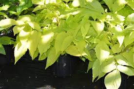 Image result for Rogiera cordata