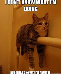 I Don T Know What I M Doing But There S No Way I Ll Admit It Monorail Cat Quickmeme