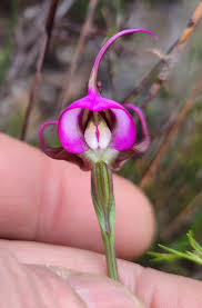 Image result for Disperis dicerochila