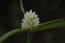 Image result for Cyperus dubius