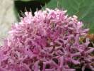 Image result for Clerodendrum lutambense