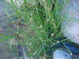 Image result for Eleocharis geniculata