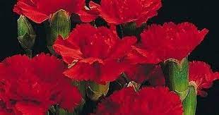 50 Carnation Scarlet Flower Seeds Under The Sun Seeds Dianthus Flowers Flower Seeds Carnation Plants
