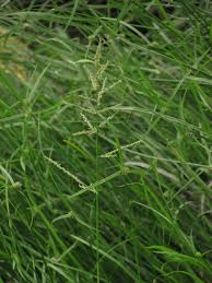 Image result for Steinchisma laxum