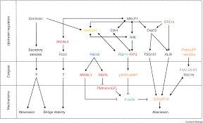 Cytokinesis is essential for increasing cell numbers and cell diversity during development (balasubramanian et al. Membrane Traffic In The Late Steps Of Cytokinesis Semantic Scholar