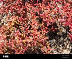 Image result for Crassula expansa