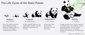 life cycle of a giant panda from birth to death