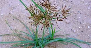 Image result for Cyperus sp.no.7