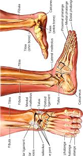 1 Bony Anatomy Of The Foot And Ankle Download Scientific Diagram
