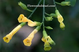 Image result for Nicotiana glauca