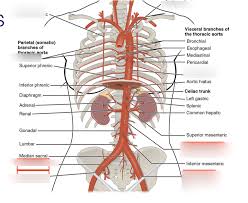 Human body diagrams (21) human diagrams (18) diagram (8) anatomy (3) animal body diagram (3). Systemic Circulation Of Thorax Diagram Quizlet