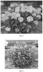 Maybe you would like to learn more about one of these? Hydrangea Plant Named Bailpanone Patent Grant Dirr Et Al December 1 2 Bailey Nurseries Inc