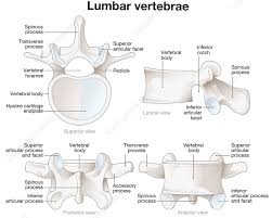 Image result for Lumbar vertebrae