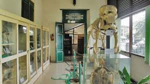 Sejarah museum bri purwokerto saat ini tersimpan di museum bri yang bertempat di purwokerto. Sejarah Museum Biologi Yogyakarta Paling Lengkap Sejarah Lengkap