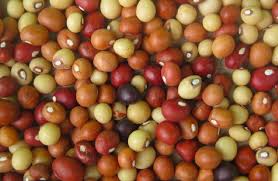 Image result for Vigna frutescens