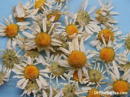 Chamomile tea is prepared from the flowers and has a smoothing mild flavor. Drying Freezing And Storing Chamomile The Best And Worst Ways To Do It