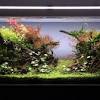 If you want a high tech planted soil, go with amazonia which is the best out their but also the most expensive. Https Encrypted Tbn0 Gstatic Com Images Q Tbn And9gcr2sbs Zfui2gdvqqaikd0vxbip1xjrsidzfvpkdnvhcy5wb Xi Usqp Cau