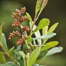 Image result for Myrica salicifolia