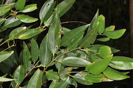 Image result for Cinnamomum