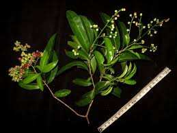 Image result for Brackenridgea