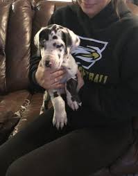 These beautiful great dane puppies are only 24 hours old in this picture. Great Dane Puppy For Sale Adoption Rescue For Sale In Pueblo Colorado Classified Americanlisted Com