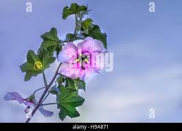 Image result for Hibiscus malacospermus