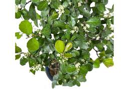 Image result for Gymnosporia