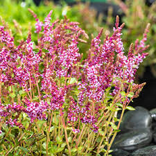 Image result for Rotala tenella