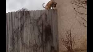 I want to rick roll what about using rickroll'd, because it has no ads, and is one of the first ones to make it onto. Fence Jumping Dog Stopped By Homemade Coyote Roller Lose Weight More Energy Youtube