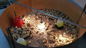 Maybe you would like to learn more about one of these? Ayam Kampong Wikiwand