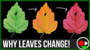 Why Leaves Change Color Untamed Science