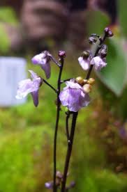 Image result for Genlisea margaretae