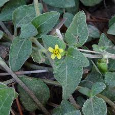 Image result for Calyptocarpus vialis