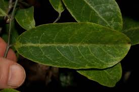 Image result for Morinda angolensis