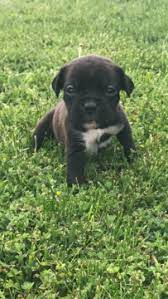 Only guaranteed quality, healthy puppies. Litter Of 9 Boxer Puppies For Sale In Sterling Heights Mi Adn 30909 On Puppyfinder Com Gender Female Boxer Puppies Boxer Puppies For Sale Puppies For Sale