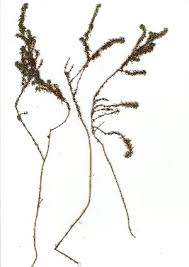 Image result for Anthospermum