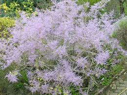 Image result for Tetradenia