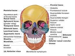 Image Result For Anterior Parietal Bone Presentation Facial Nerve Anatomy Anatomy App