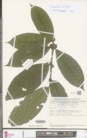 Image result for Pauridiantha