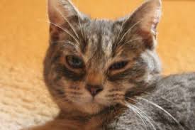 Watery Eye Discharge In Cats My Cat S Story And How I Got Her Eyes Healthy Watery Eyes Cat Eye Discharge Cats