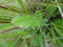 Image result for Hypochaeris radicata